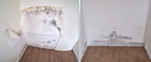 Mold Removal Process in Chelsea, AL